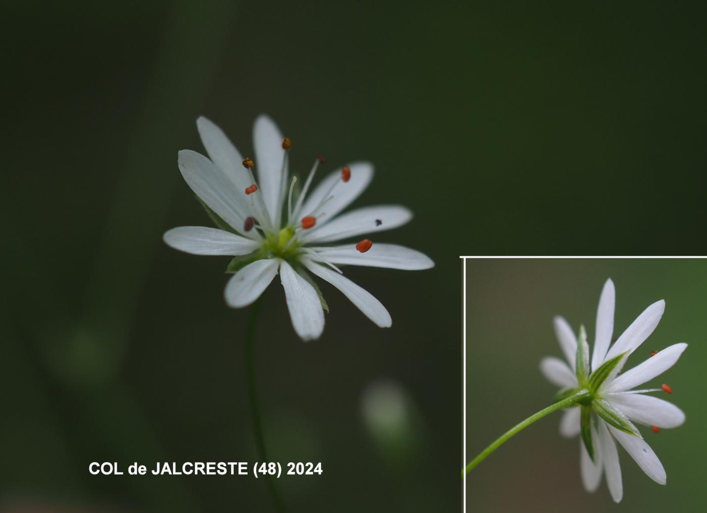 Stitchwort, Lesser flower